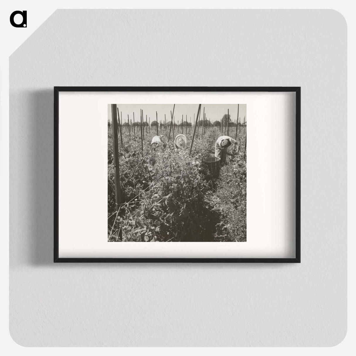 Young workers of Japanese ancestry picking peas on a farm in Alameda county, before the evacuation of such persons and their assignment to War Relocation Authority cente - ドロテア ラング Poster.