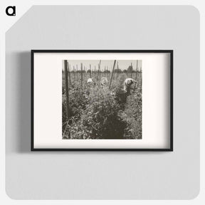 アートポスター-Young workers of Japanese ancestry picking peas on a farm in Alameda county, before the evacuation of such persons and their assignment to War Relocation Authority cente - ドロテア ラング Poster.