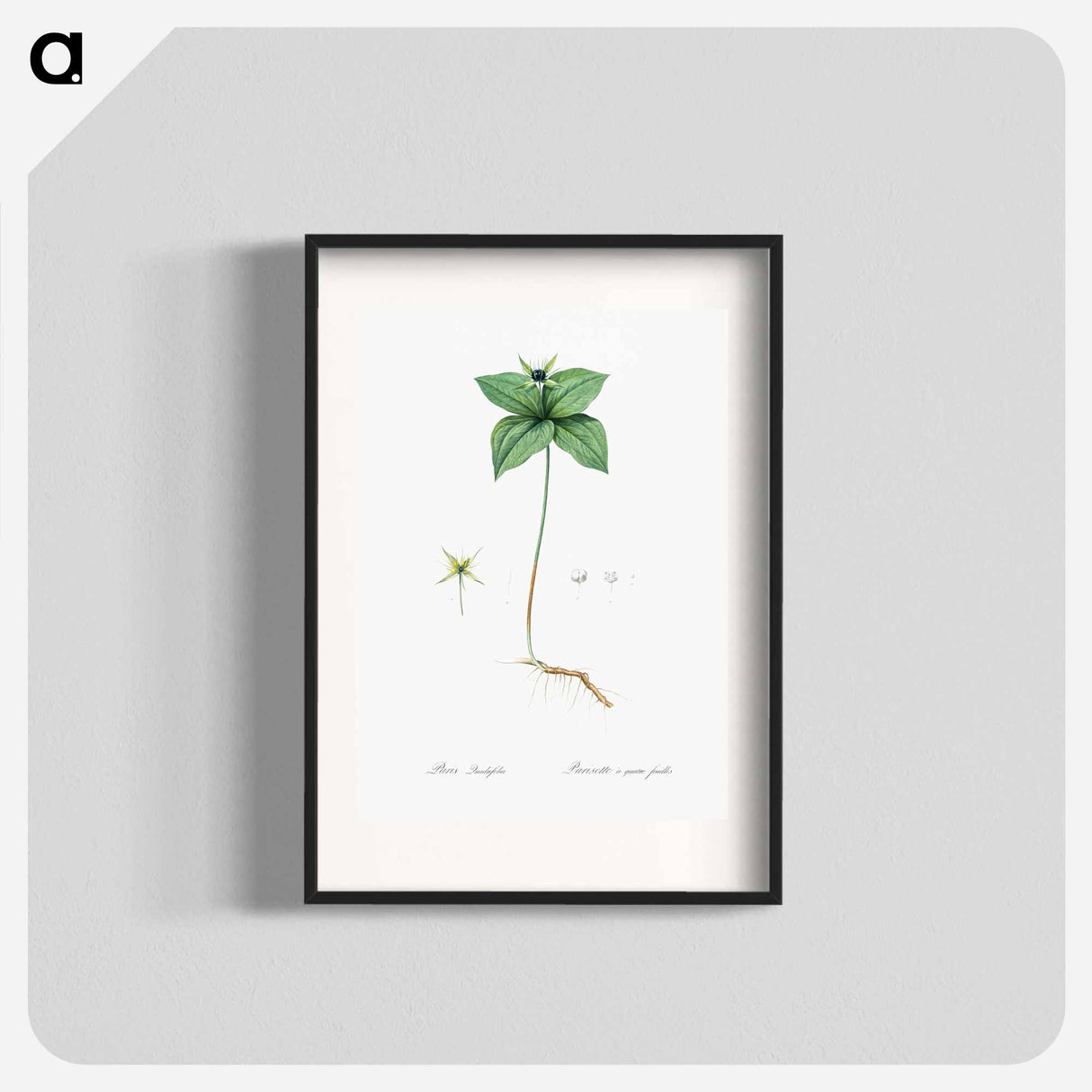 Herb paris illustration from Les liliacées - Pierre Joseph Redouté Poster.