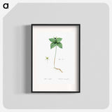 Herb paris illustration from Les liliacées - Pierre Joseph Redouté Poster.