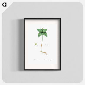 アートポスター-Herb paris illustration from Les liliacées - ピエール ジョゼフ ルドゥーテ Poster.