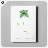 アートパネル-Herb paris illustration from Les liliacées - ピエール ジョゼフ ルドゥーテ Canvas.