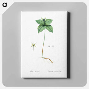 アートパネル-Herb paris illustration from Les liliacées - ピエール ジョゼフ ルドゥーテ Canvas.