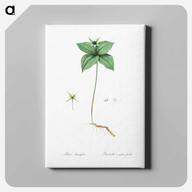 アートパネル-Herb paris illustration from Les liliacées - ピエール ジョゼフ ルドゥーテ Canvas.