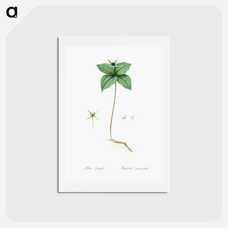 アートポストカード-Herb paris illustration from Les liliacées - ピエール ジョゼフ ルドゥーテ Postcard.