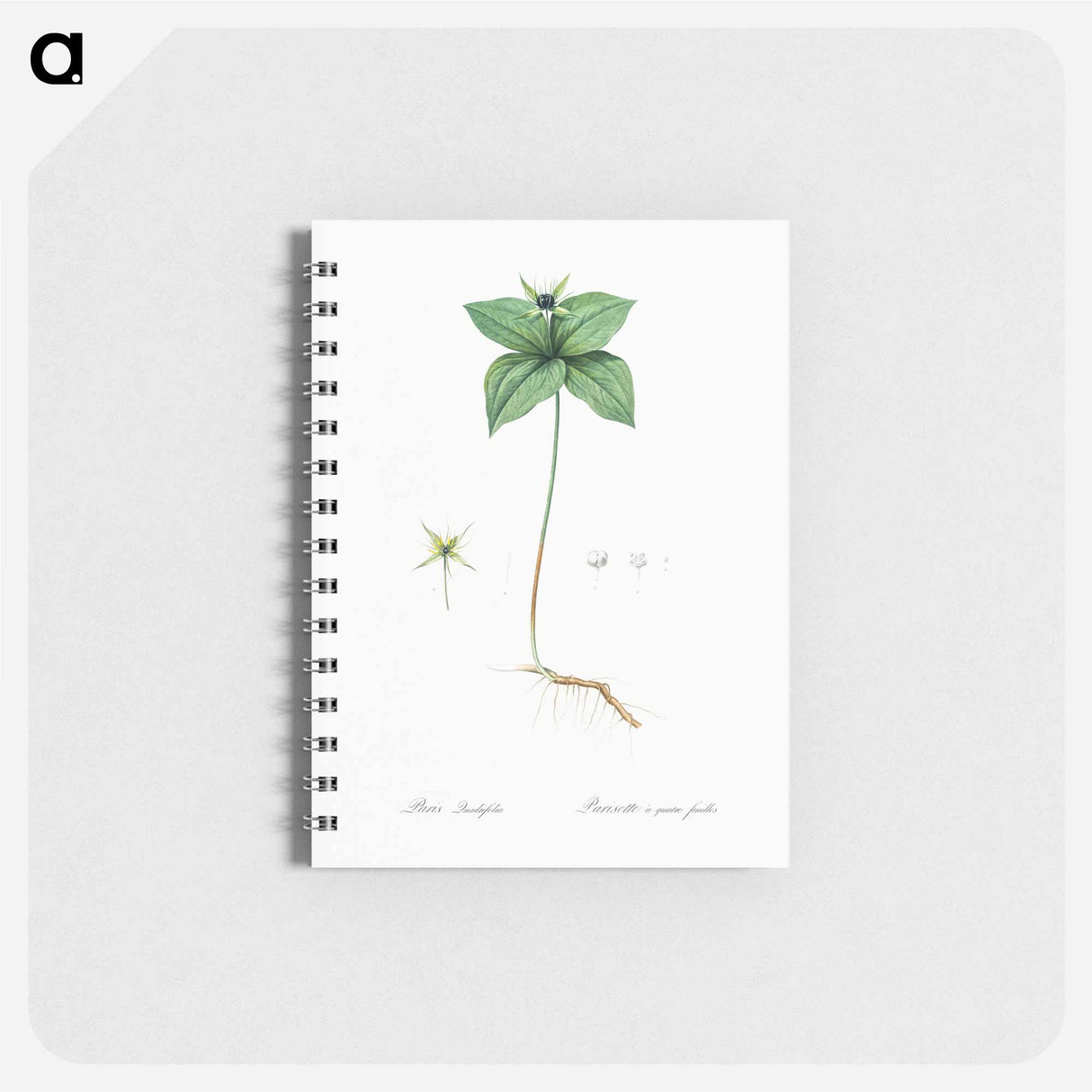 Herb paris illustration from Les liliacées - ピエール ジョゼフ ルドゥーテ Memo.