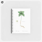 Herb paris illustration from Les liliacées - ピエール ジョゼフ ルドゥーテ Memo.