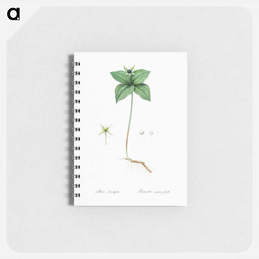 アートメモ帳-Herb paris illustration from Les liliacées - ピエール ジョゼフ ルドゥーテ Memo.