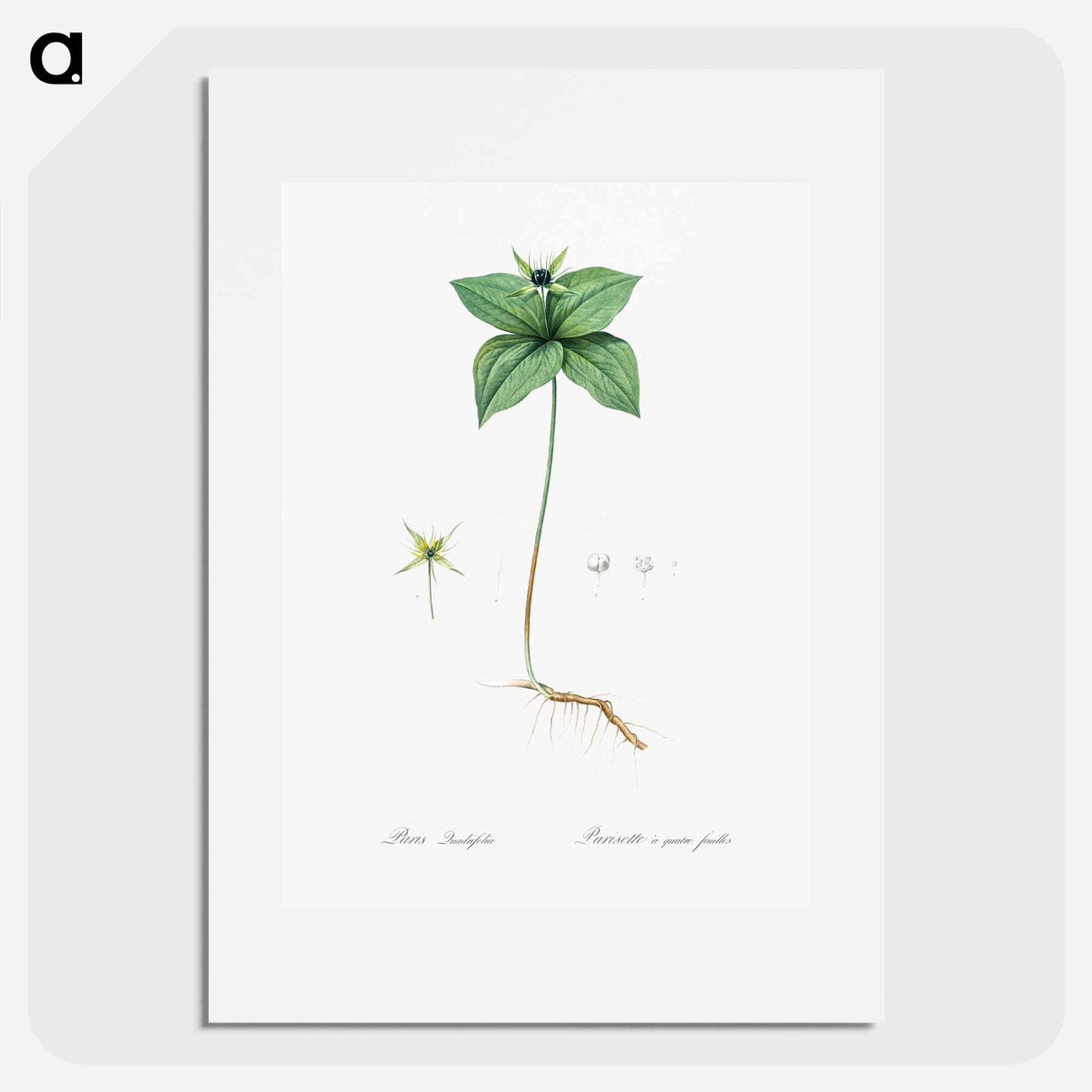 Herb paris illustration from Les liliacées - Pierre Joseph Redouté Poster.