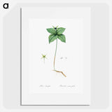 Herb paris illustration from Les liliacées - Pierre Joseph Redouté Poster.