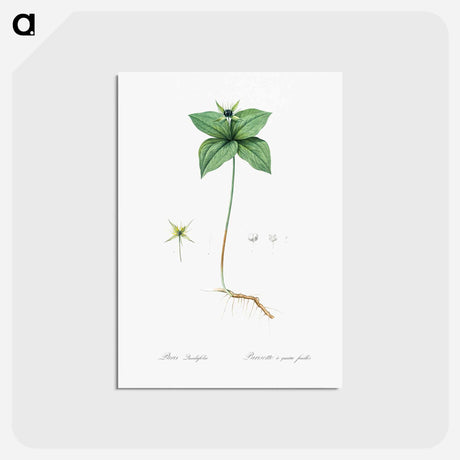 アートポストカード-Herb paris illustration from Les liliacées - ピエール ジョゼフ ルドゥーテ Postcard.