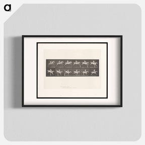 アートポスター-Man on Horse Jumping a Hurdle
 - エドワード マイブリッジ Poster.