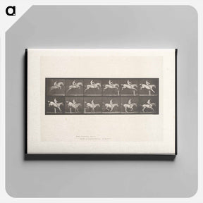 アートパネル-Man on Horse Jumping a Hurdle
 - エドワード マイブリッジ Canvas.