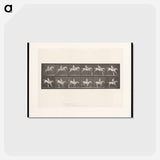 アートポストカード-Man on Horse Jumping a Hurdle
 - エドワード マイブリッジ Postcard.