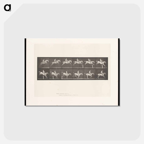 アートポストカード-Man on Horse Jumping a Hurdle
 - エドワード マイブリッジ Postcard.