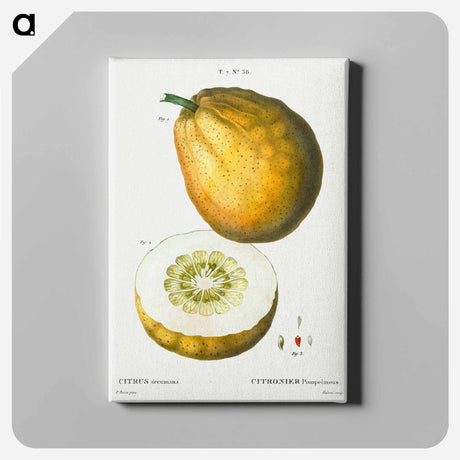 アートパネル-Pomelo (Citrus decumana) - ピエール ジョゼフ ルドゥーテ Canvas.