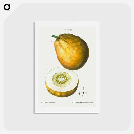 アートポストカード-Pomelo (Citrus decumana) - ピエール ジョゼフ ルドゥーテ Postcard.