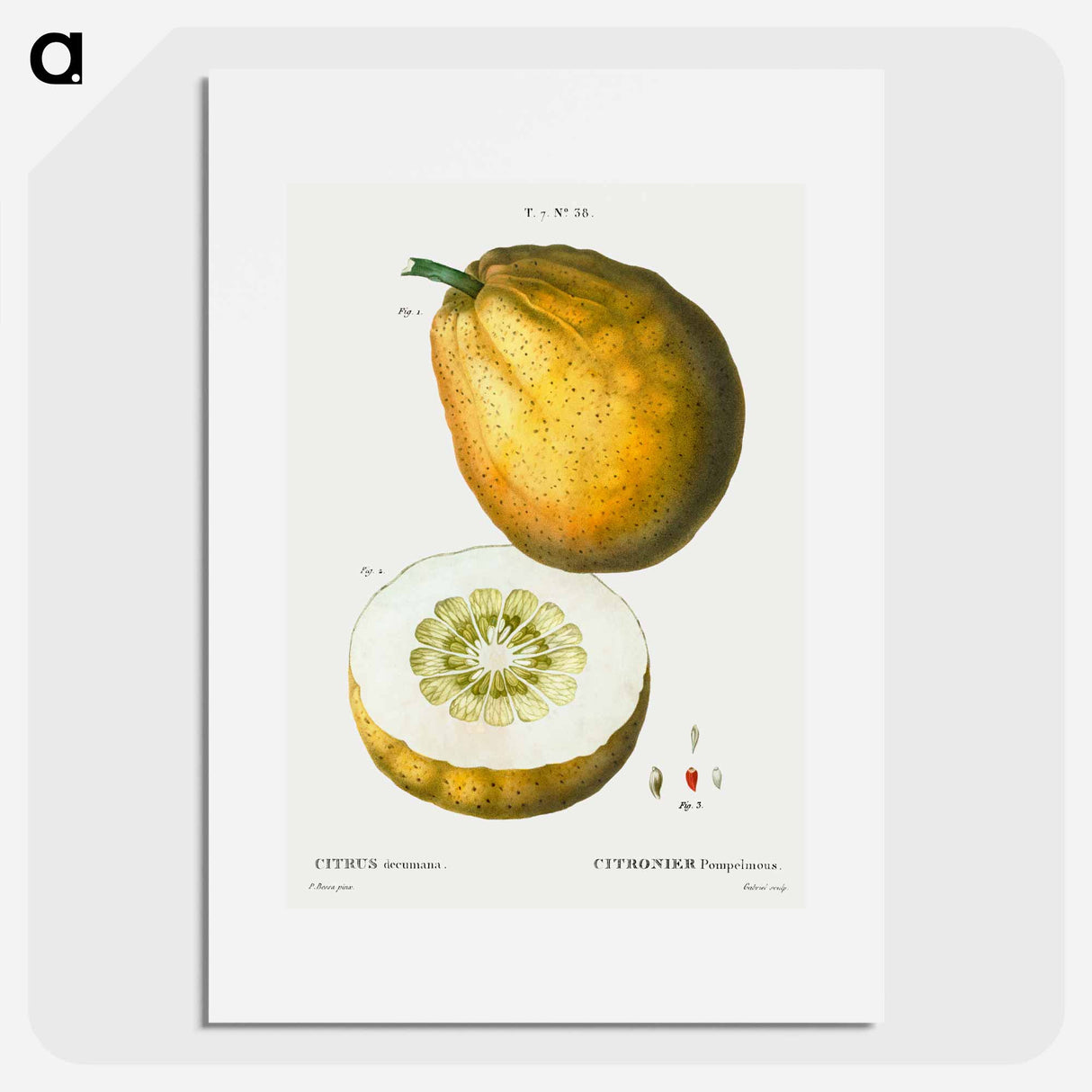 Pomelo (Citrus decumana) - ピエール ジョゼフ ルドゥーテ Poster.