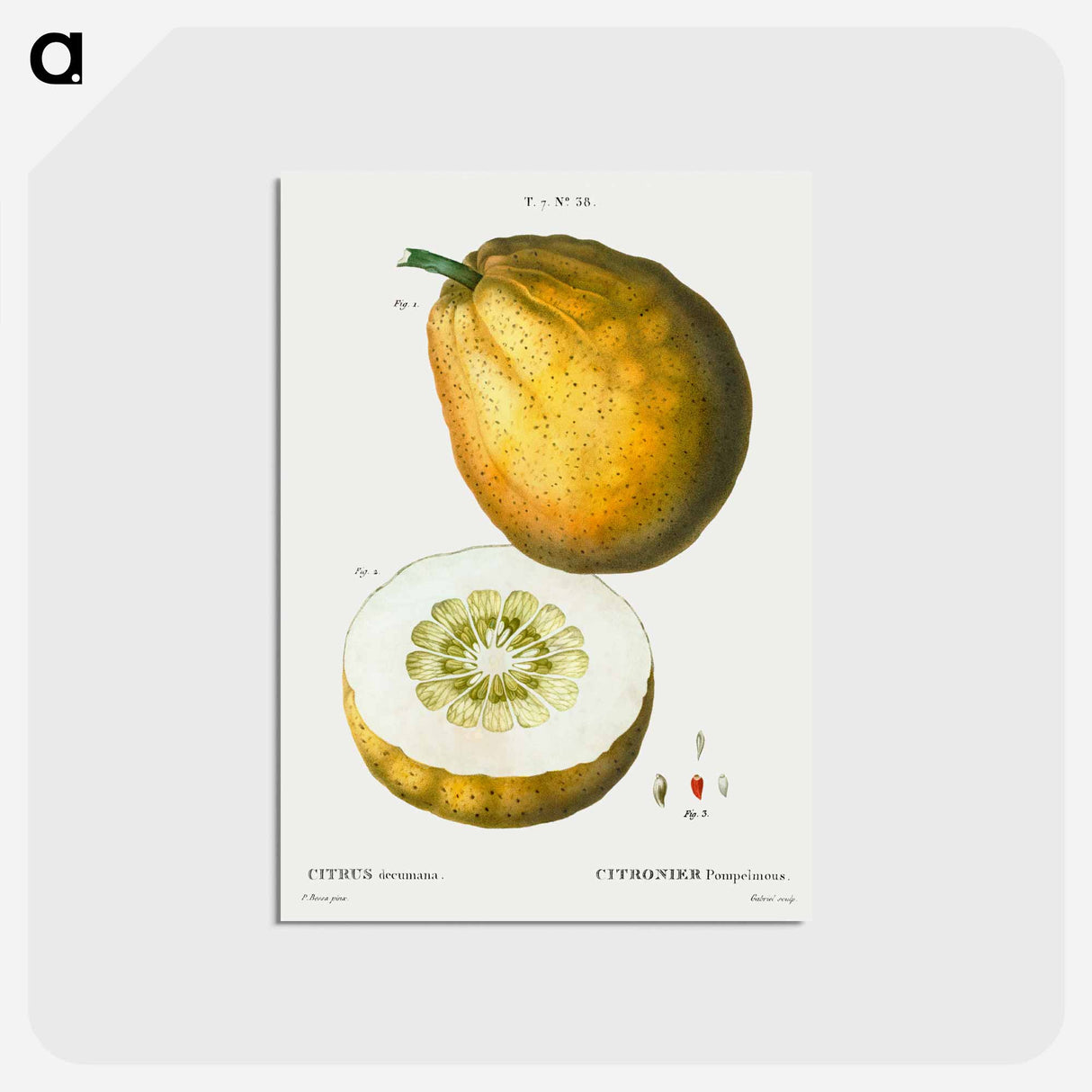 アートポストカード-Pomelo (Citrus decumana) - ピエール ジョゼフ ルドゥーテ Postcard.