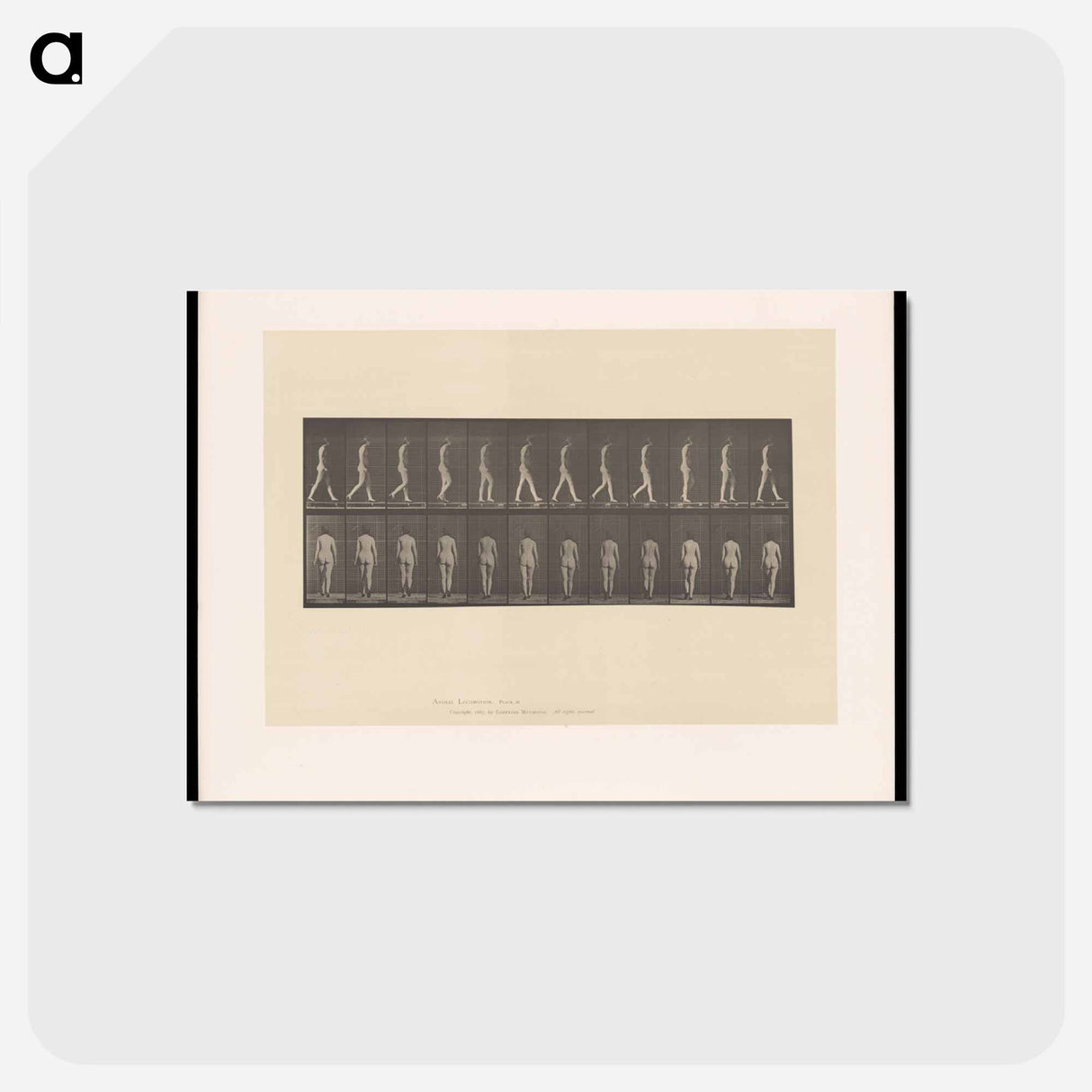 アートポストカード-Naked Woman Walking
 - エドワード マイブリッジ Postcard.