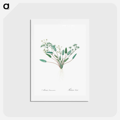 アートポストカード-Starfruit illustration - ピエール ジョゼフ ルドゥーテ Postcard.