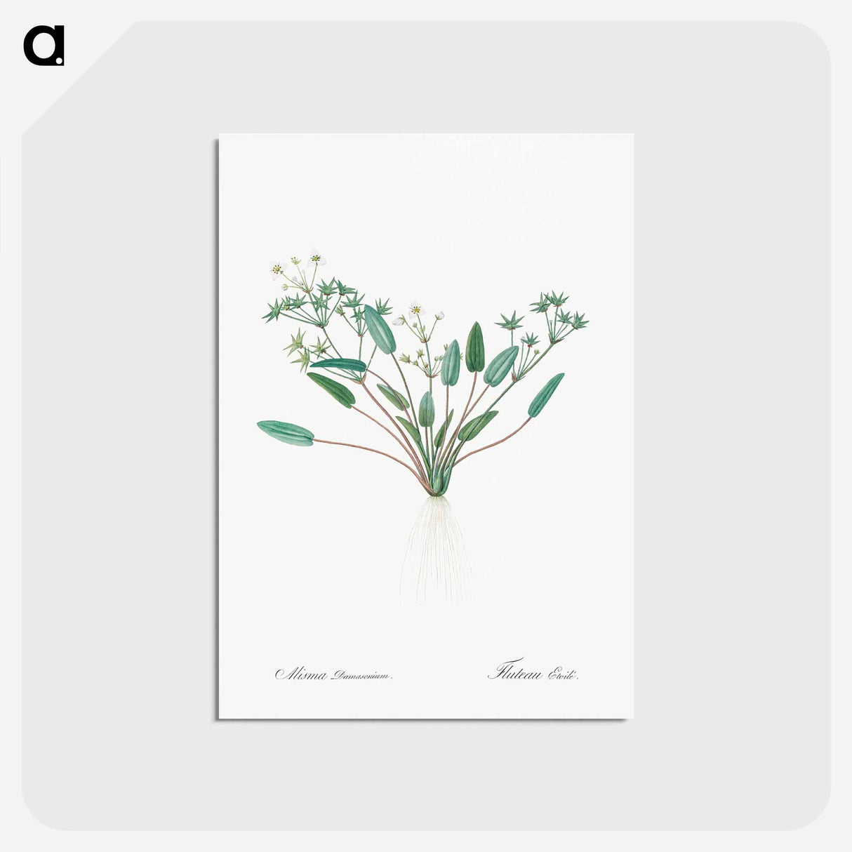 アートポストカード-Starfruit illustration - ピエール ジョゼフ ルドゥーテ Postcard.