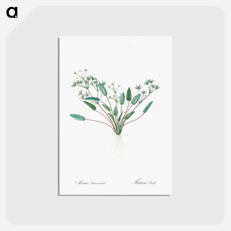 アートポストカード-Starfruit illustration - ピエール ジョゼフ ルドゥーテ Postcard.