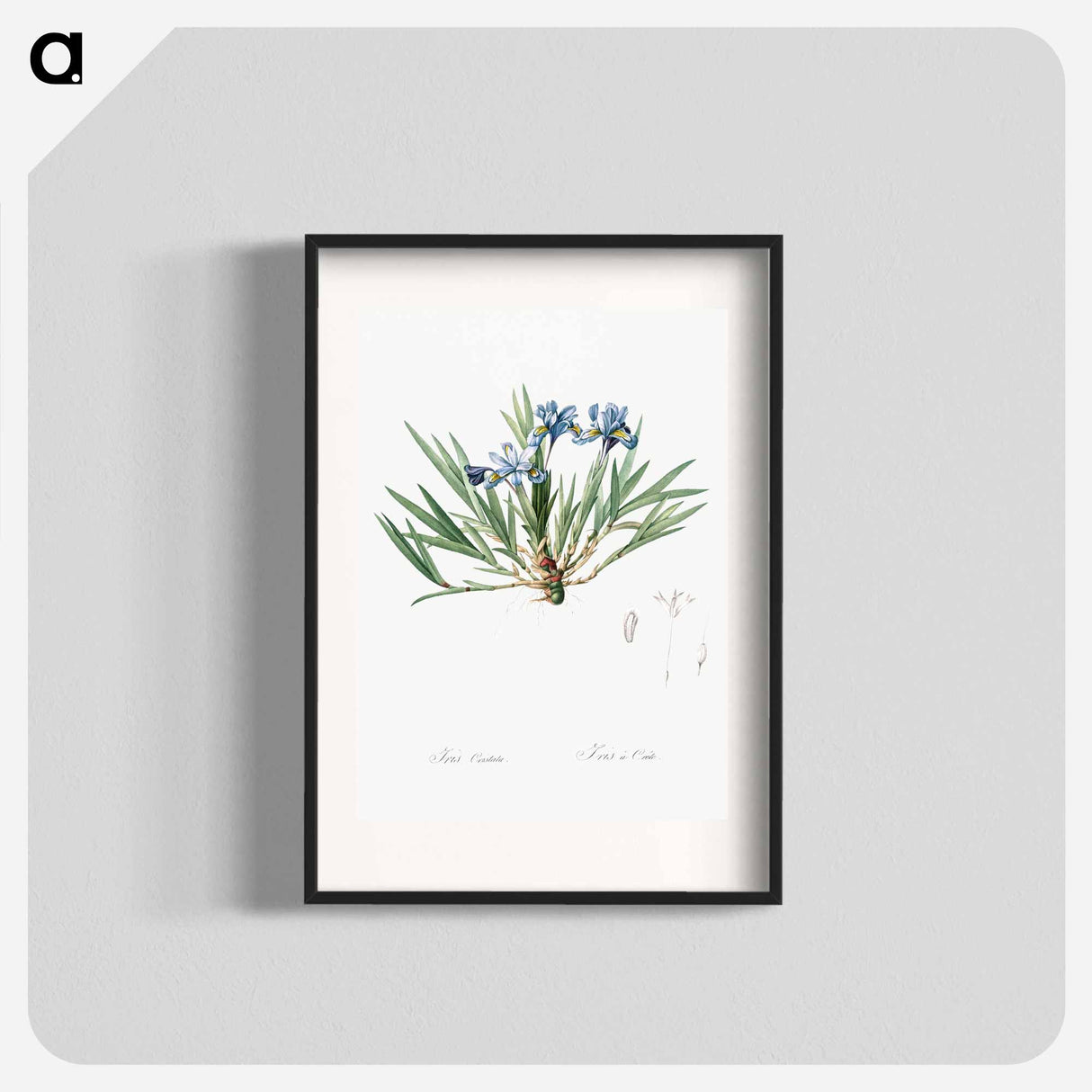 Dwarf crested iris illustration - ピエール ジョゼフ ルドゥーテ Poster.