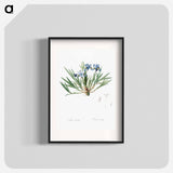 Dwarf crested iris illustration - ピエール ジョゼフ ルドゥーテ Poster.