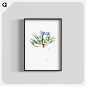 アートポスター-Dwarf crested iris illustration - ピエール ジョゼフ ルドゥーテ Poster.