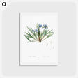 アートポストカード-Dwarf crested iris illustration - ピエール ジョゼフ ルドゥーテ Postcard.