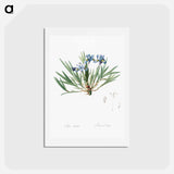 アートポストカード-Dwarf crested iris illustration - ピエール ジョゼフ ルドゥーテ Postcard.