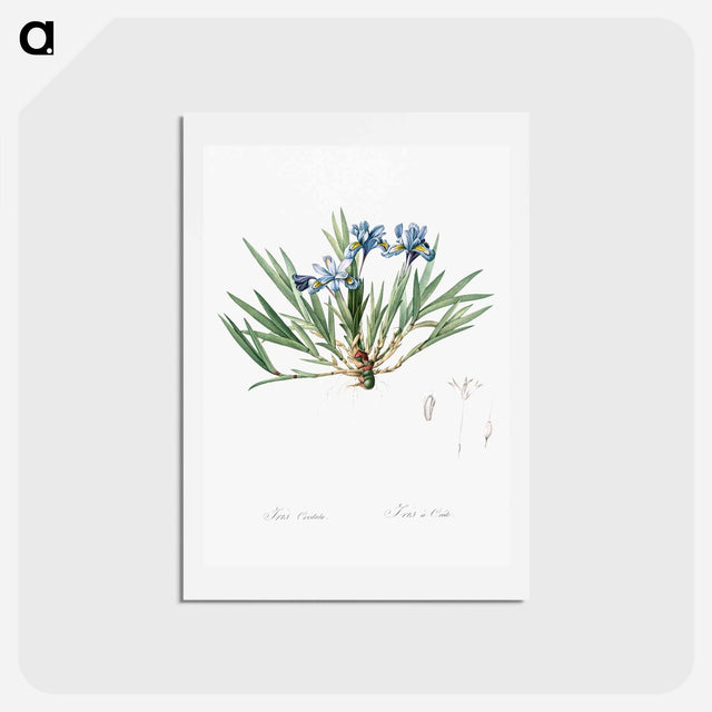 アートポストカード-Dwarf crested iris illustration - ピエール ジョゼフ ルドゥーテ Postcard.