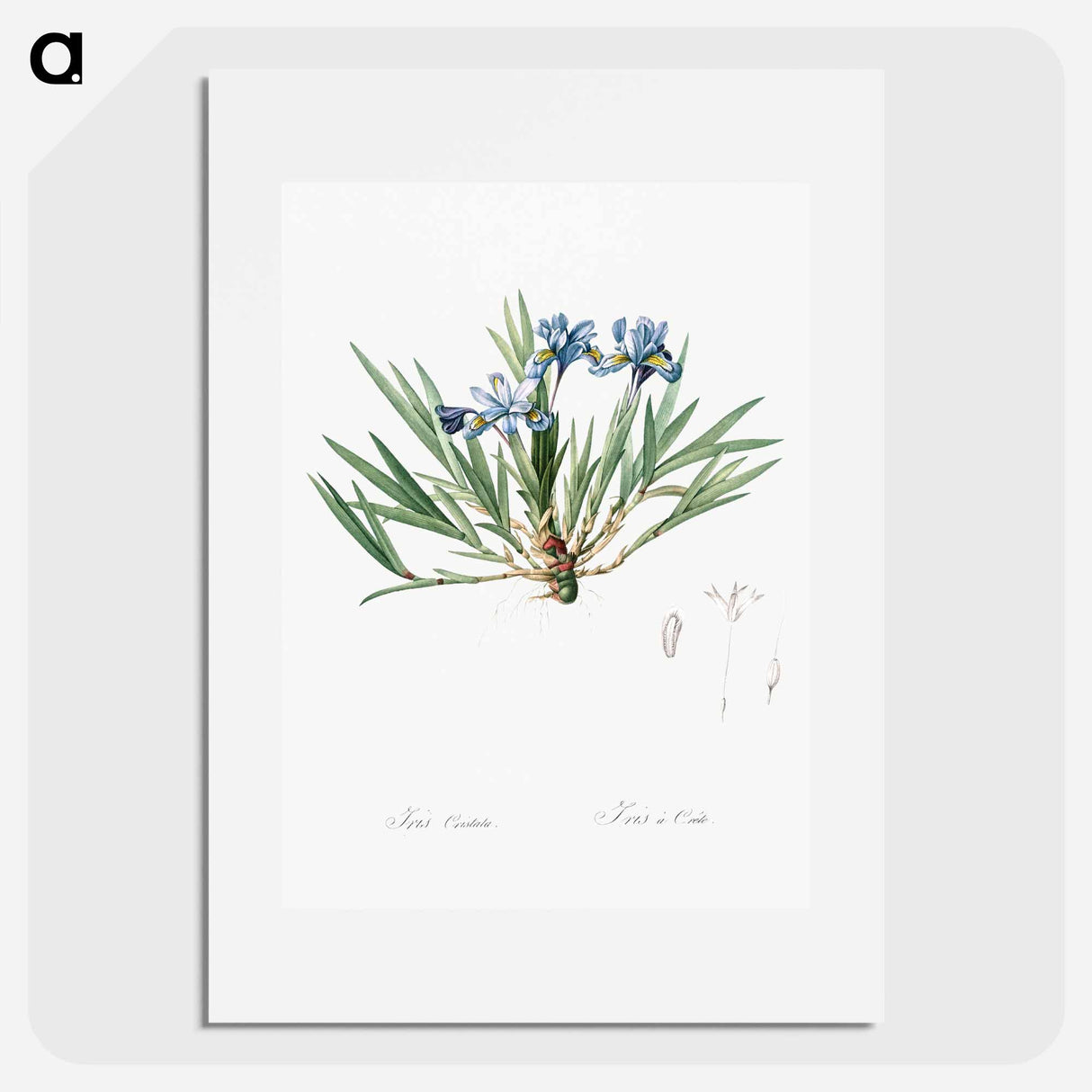 Dwarf crested iris illustration - Pierre Joseph Redouté Poster.