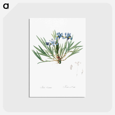 アートポストカード-Dwarf crested iris illustration - ピエール ジョゼフ ルドゥーテ Postcard.