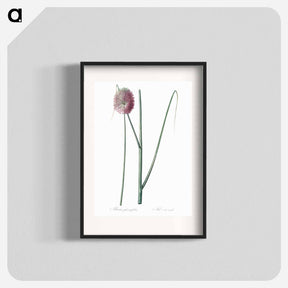 アートポスター-Round-headed leek illustration - ピエール ジョゼフ ルドゥーテ Poster.