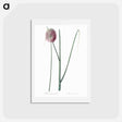 アートポストカード-Round-headed leek illustration - ピエール ジョゼフ ルドゥーテ Postcard.