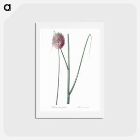 アートポストカード-Round-headed leek illustration - ピエール ジョゼフ ルドゥーテ Postcard.