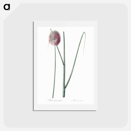アートポストカード-Round-headed leek illustration - ピエール ジョゼフ ルドゥーテ Postcard.