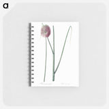 Round-headed leek illustration - ピエール ジョゼフ ルドゥーテ Memo.