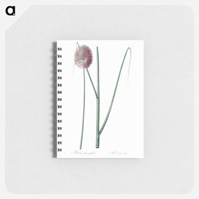 アートメモ帳-Round-headed leek illustration - ピエール ジョゼフ ルドゥーテ Memo.