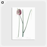 アートポストカード-Round-headed leek illustration - ピエール ジョゼフ ルドゥーテ Postcard.