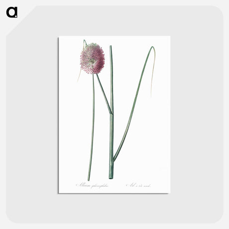 アートポストカード-Round-headed leek illustration - ピエール ジョゼフ ルドゥーテ Postcard.