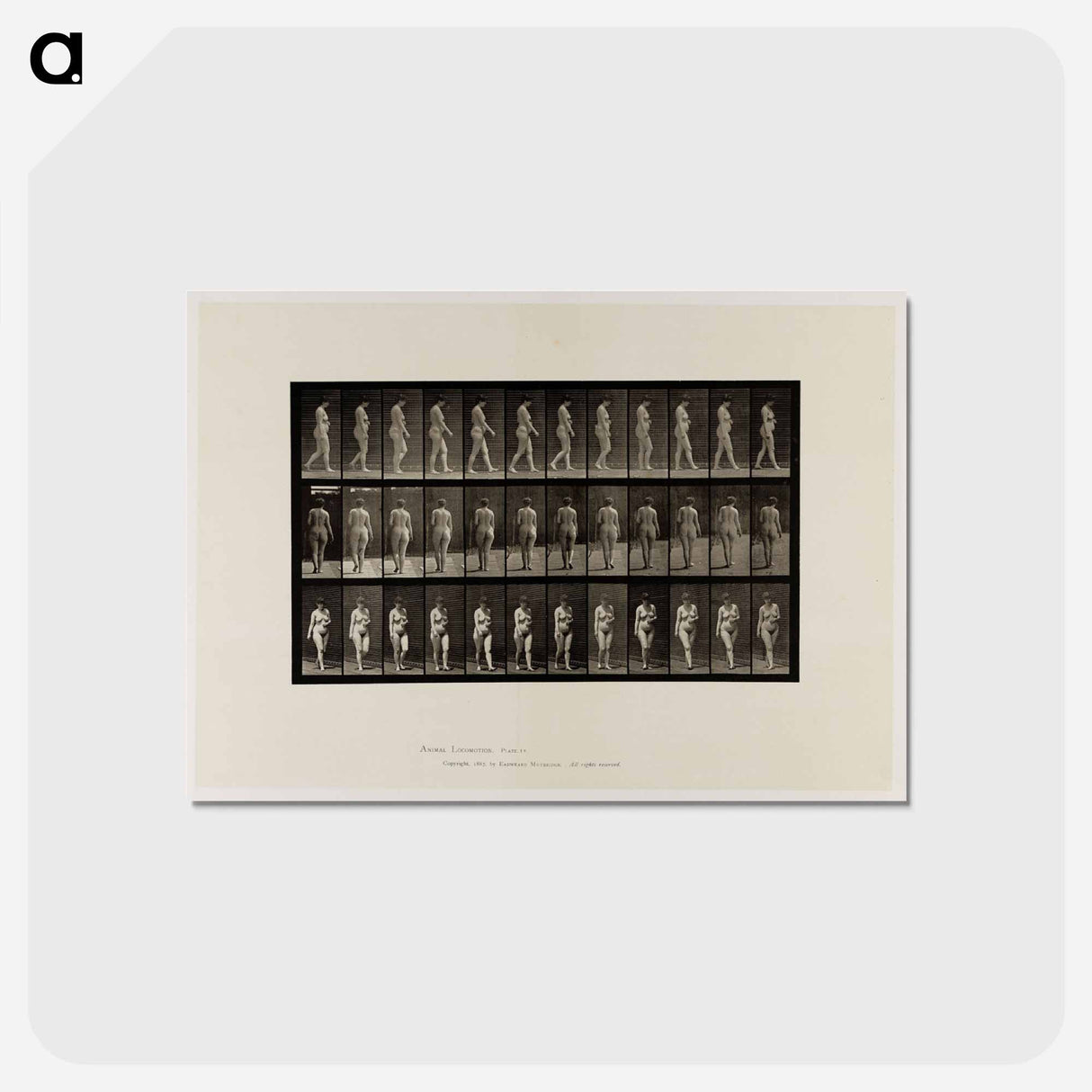 アートポストカード-Naked Woman Walking
 - エドワード マイブリッジ Postcard.