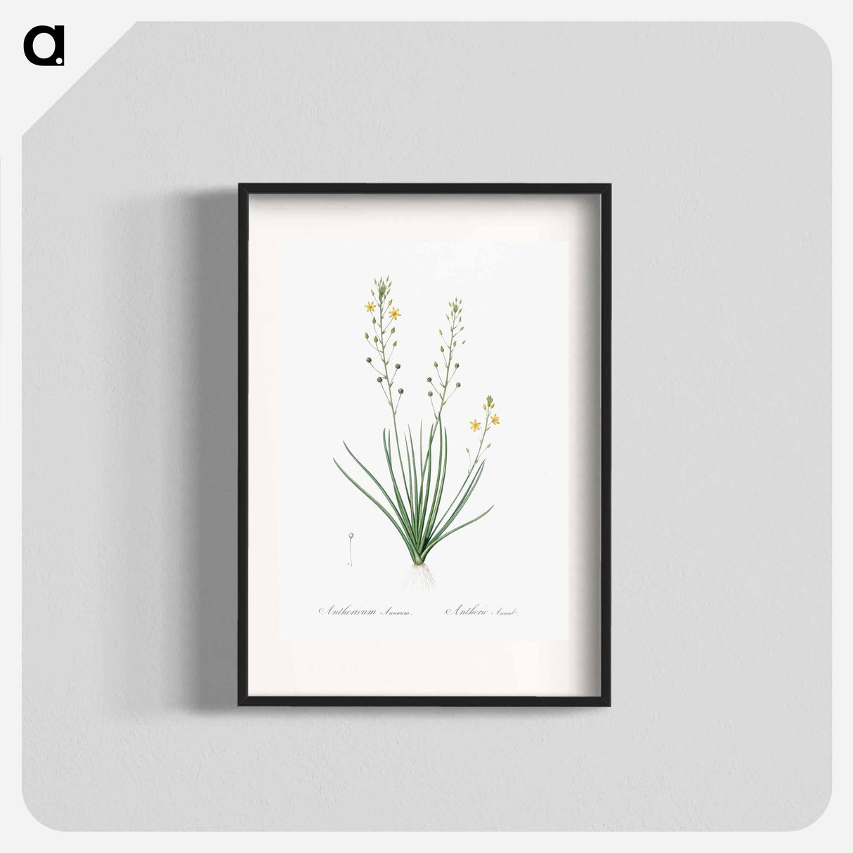 Bulbine lily illustration - Pierre Joseph Redouté Poster.