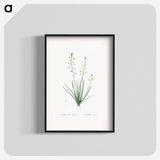 Bulbine lily illustration - Pierre Joseph Redouté Poster.