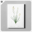 アートパネル-Bulbine lily illustration - ピエール ジョゼフ ルドゥーテ Canvas.