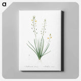 アートパネル-Bulbine lily illustration - ピエール ジョゼフ ルドゥーテ Canvas.