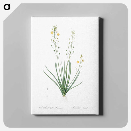 アートパネル-Bulbine lily illustration - ピエール ジョゼフ ルドゥーテ Canvas.