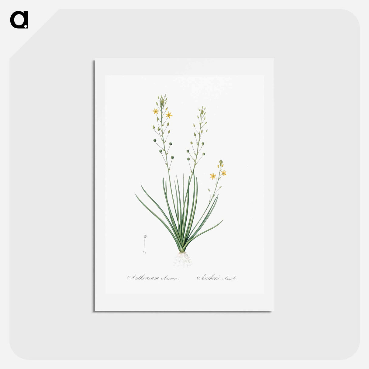 アートポストカード-Bulbine lily illustration - ピエール ジョゼフ ルドゥーテ Postcard.